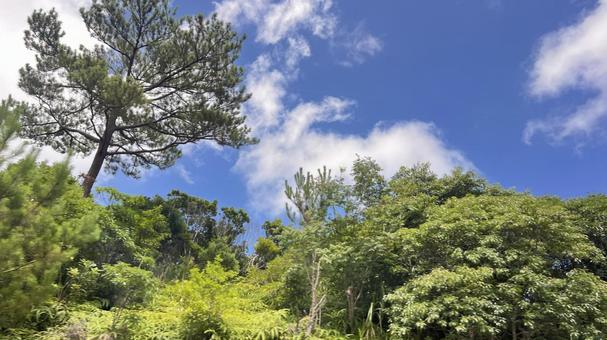 夏の木々 夏の木々の写真