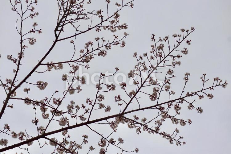 さくらと枝と曇天 さくら,枝,曇天の写真素材
