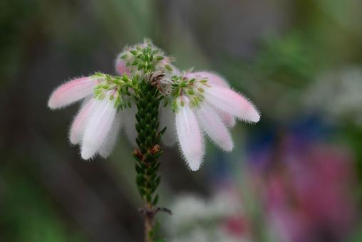 春の野花、マクロの世界 春の野花、マクロの世界の写真