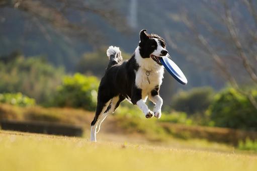 ボーダーコリー 犬,ボーダーコリー,ペットの写真素材