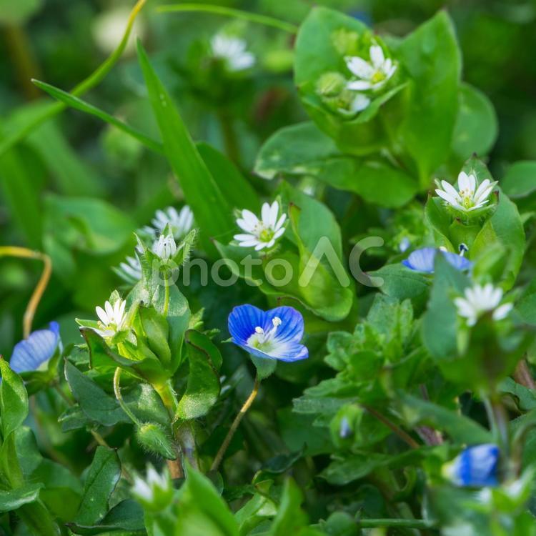 春を告げる花 コハコベ,オオイヌノフグリ,春の写真素材