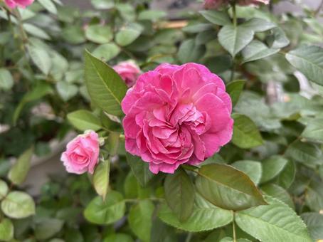 Photo, flower, rose, walk, 