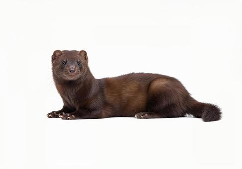 地面に伏せてこちらを見るイタチ の写真