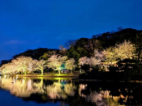 水鏡に舞う桜の灯 水鏡に舞う桜の灯 さくら,三溪園,夜の写真素材