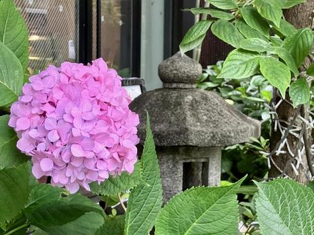 石灯籠とアジサイ 石灯籠とアジサイ アジサイ,あじさい,花の写真素材