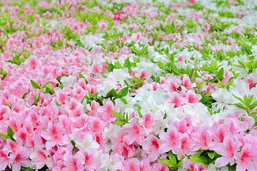 春の花畑に咲く満開のツツジ ツツジ,花畑,満開の写真素材