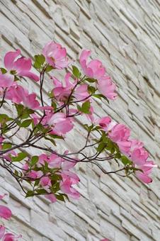 ハナミズキ ハナミズキ 花水木,アメリカ山法師,春の写真素材