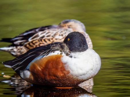 Northern Shoveler, Ducks and Wild Ducks at the Waterfront, JPG