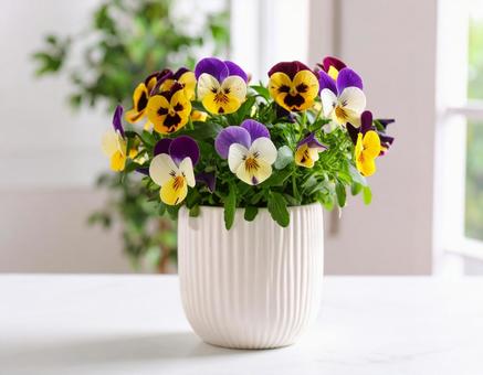花瓶の中のパンジー 花瓶の中のパンジーの写真