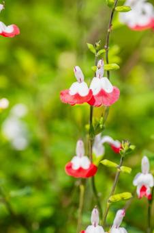 ホットリップス⑷の写真