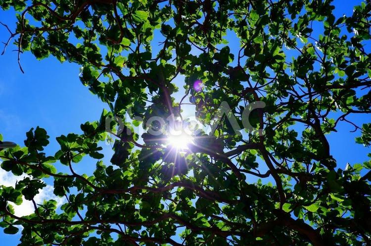 木漏れ日 葉っぱ,青空,太陽の写真素材
