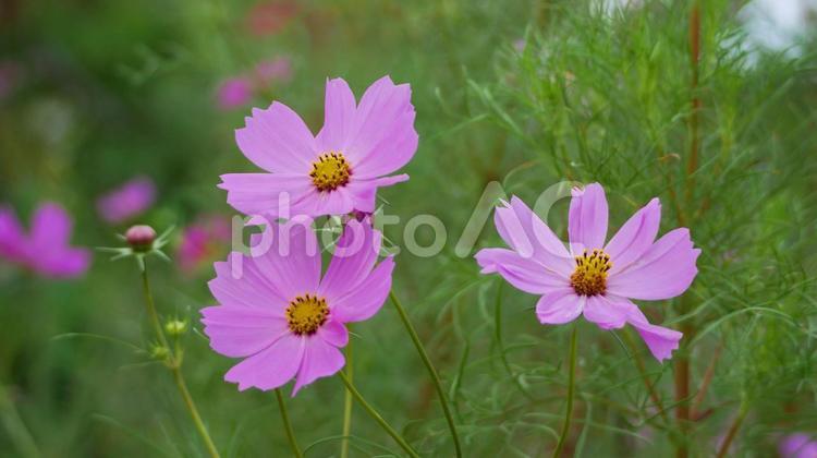 秋に咲く憩いの花、コスモス コスモス,秋,10月の写真素材