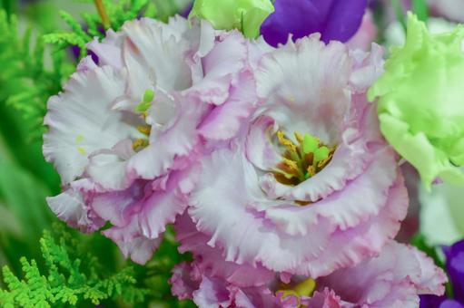 薄ピンクのトルコキキョウ トルコキキョウ,トルコギキョウ,花の写真素材