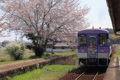 桜と北条鉄道 桜と北条鉄道の写真