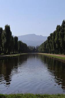 水辺のポプラ並木 水辺のポプラ並木 自然,木々,並木の写真素材