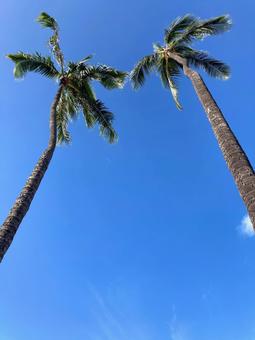 Hawaii Palm Trees, JPG Hawaii Palm Trees, JPG