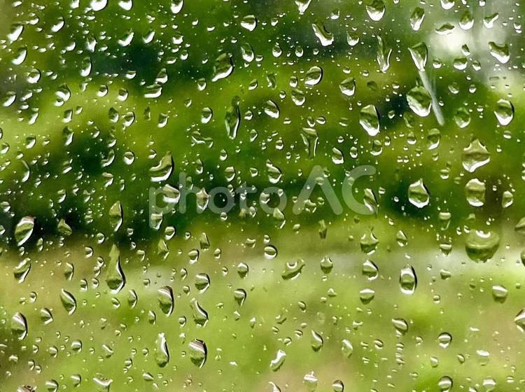 雨粒　草木の背景 雨,雨粒,雨降りの写真素材
