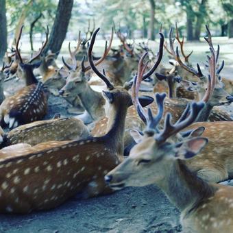 鹿の大群 鹿の大群の写真