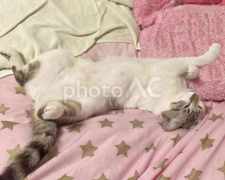 腹丸出しのシャムミックス猫様 猫,シャムトラ,微睡むの写真素材