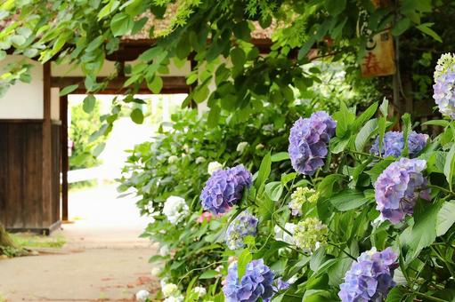 Photo, hydrangea, knowledge temple, june, 