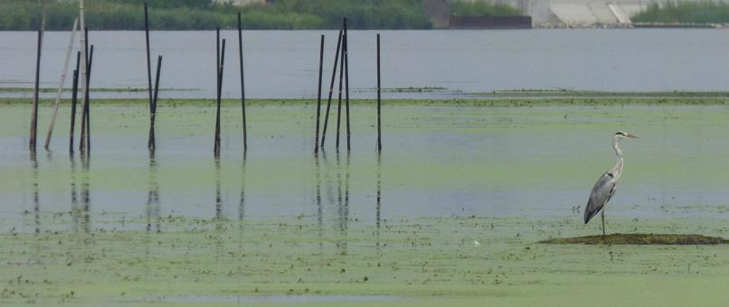 湖畔の浅瀬にて・・サギ009 湖畔の浅瀬にて・・サギ009の写真
