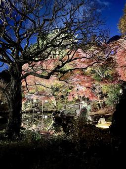 紅葉のライトアップと夜空 紅葉,ライトアップ,夜景の写真素材