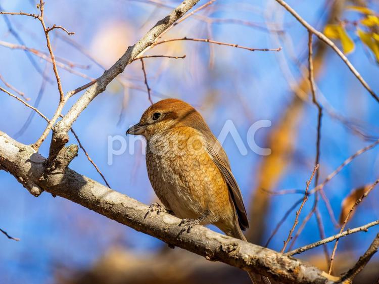 枝にとまるモズ・百舌鳥 モズ,百舌鳥,野鳥の写真素材