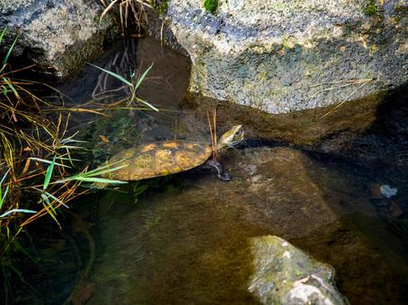 ニホンイシガメ ニホンイシガメ ニホンイシガメ,カメ,かめの写真素材
