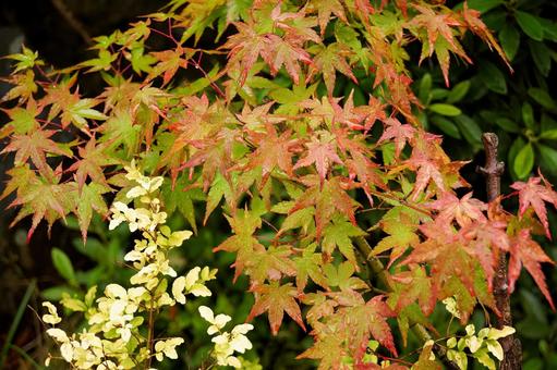 秋雨の紅葉 もみじ,紅葉,秋の写真素材