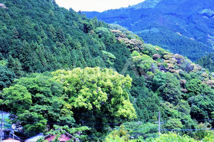 安倍川の上流の山々　春 新緑,黄緑色,緑色の写真素材