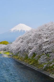 龍巌淵の桜と富士山 龍巌淵の桜と富士山 龍巌淵,桜,富士山の写真素材
