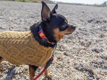 散歩する小型犬・チワワ・ミニピン 散歩する小型犬・チワワ・ミニピン 犬,わんこ,ペットの写真素材