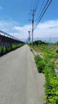 夏の道 夏の道の写真