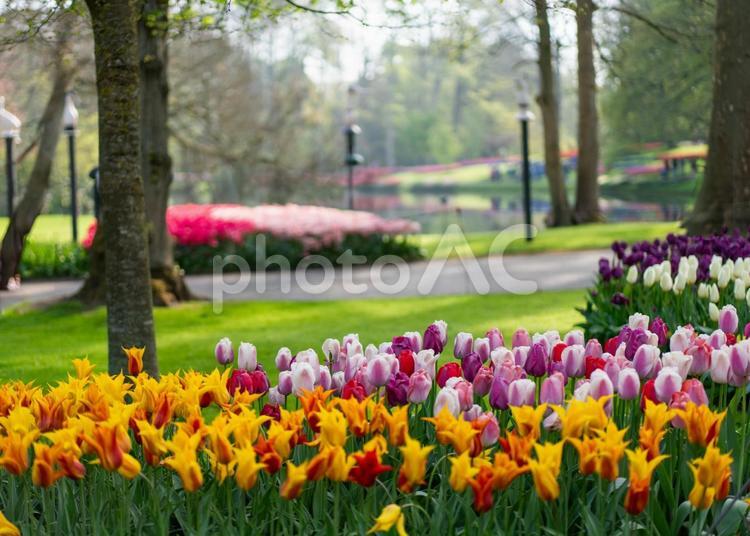 キユーケンホフ公園の風景 キユーケンホフ,公園,チューリップの写真素材