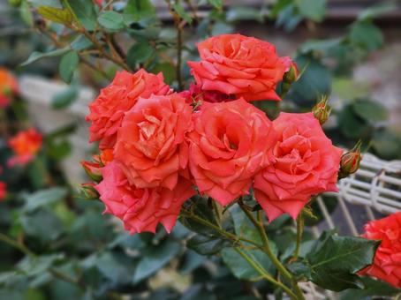 満開のバラ 薔薇,ばら,花壇の写真素材
