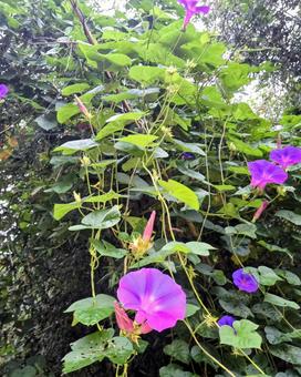 ノアサガオの写真