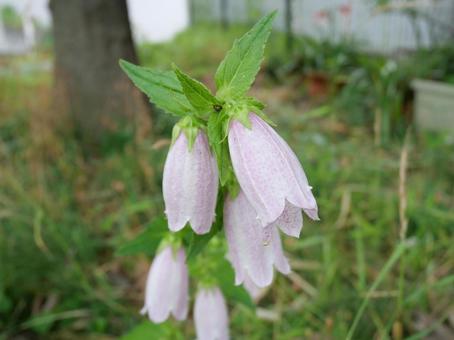 Bellflower, JPG