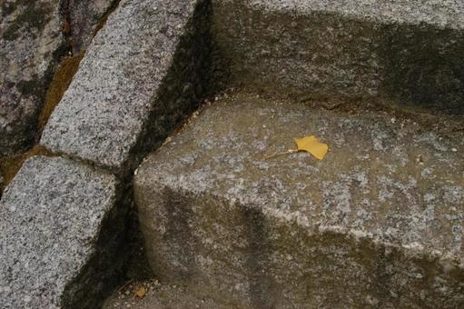 Photo, fallen leaves, ginkgo, leaf, 