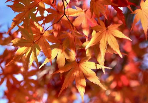 紅葉④ 紅葉④の写真