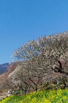 青空に映える満開の白梅 梅,迎春,梅の花の写真素材