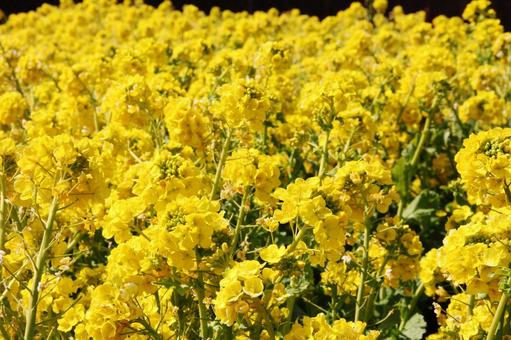 ナノハナ・菜の花　広大な風景 草花,ナノハナ,冬春の写真素材