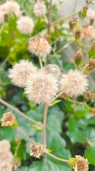 ツワブキの種 綿毛 石蕗 花殻 ツワブキ,石蕗,綿毛の写真素材