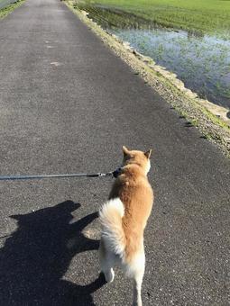 田圃の中の一本道を歩く柴犬の後ろ姿 田圃の中の一本道を歩く柴犬の後ろ姿 柴犬,犬,散歩の写真素材