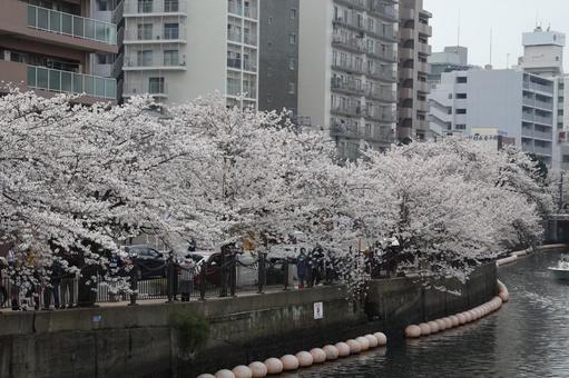 一列に並んだ横浜の桜 一列に並んだ横浜の桜 横浜,桜,風景の写真素材