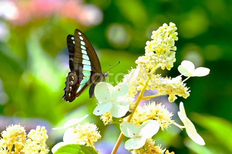 紫陽花の花の蜜を吸う　アオスジアゲハ あじさい,紫陽花,アオスジアゲハの写真素材
