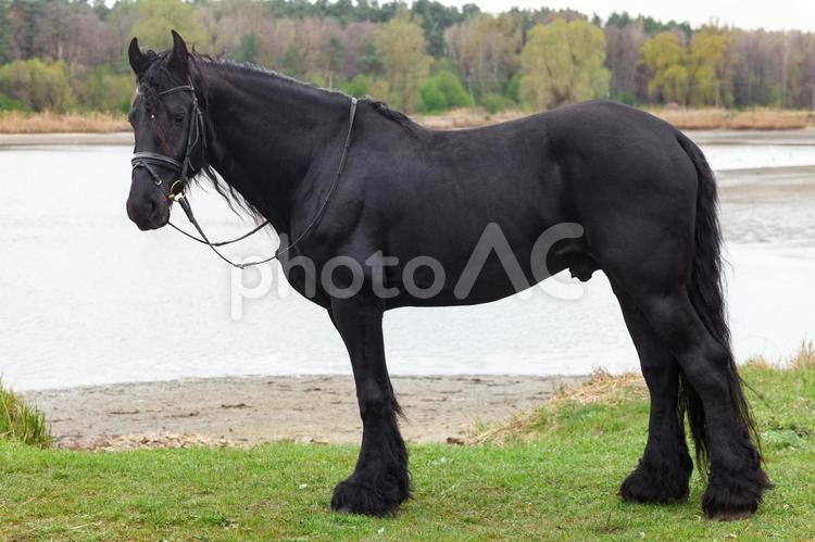 湖畔に立つ威厳のある馬の横顔 馬,全身,たてがみの写真素材