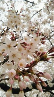 満開 満開,桜,花見の写真素材