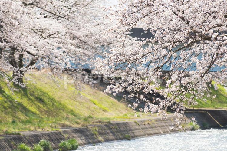 桜　１８　（あさひ舟川の桜） 桜,満開,開花の写真素材