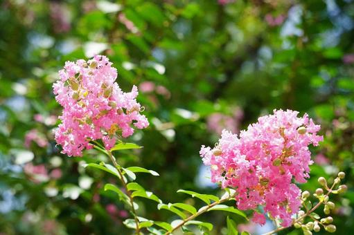 夏に咲く鮮やかなピンクの花 夏に咲く鮮やかなピンクの花の写真