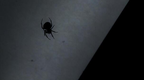 闇に潜む蜘蛛、毒持ってたらどうしよう・・ 虫,昆虫,害虫の写真素材
